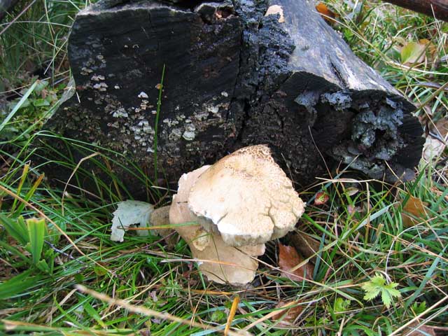 Pycnoporus cinnabarinus